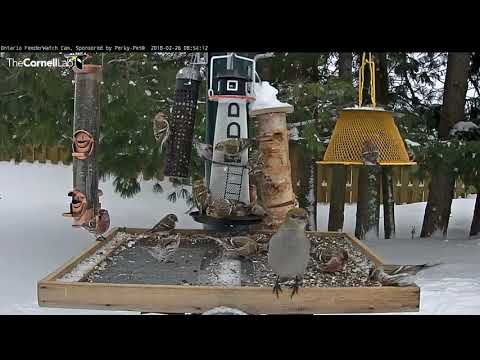 Redpolls And Grosbeaks Pack Ontario Feeders – Feb 26, 2018