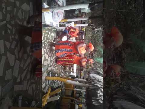 THE GARIFUNA BAILE, IN MARIAS PLACE, IN LIVINGSTON IZABAL LABUGA