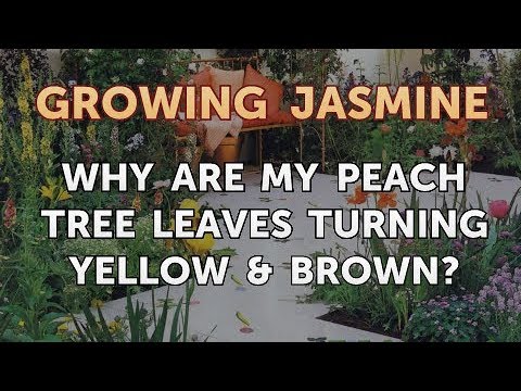 How to Prune a Jasmine Plant