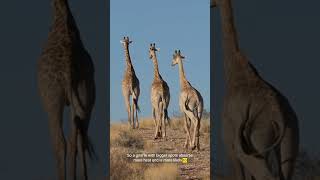 The surprising role of a giraffe's spots