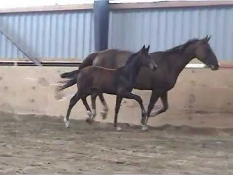 Hengstfohlen von Scolari - Falsterbo