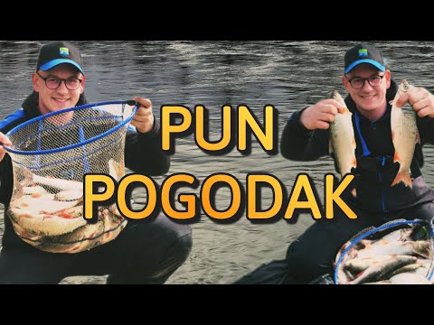 RIBOLOV ŠTUPSERA NA MESO I KRUH - Feederom po Savi