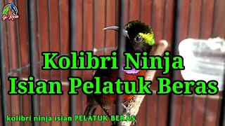 Download lagu Kolibri ninja isian PELATUK BERAS suara jernih mp3