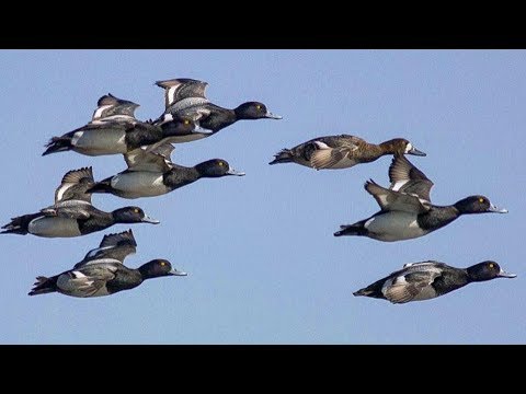Migrated duck Hunting in Pak October 2016
