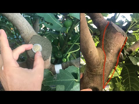 XXL Feigenbaum schneiden   HD 1080p