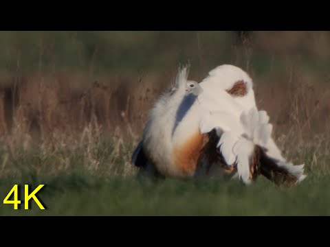 Avutarda ( Otis tarda ) Great Bustard