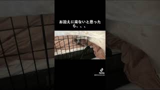 寒い日はお迎えに来ない。미어캣(meerkat)#shorts