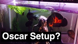 Oscar Fish Tank Setup - Size Does Matter