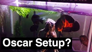 Oscar Fish Tank Setup - Size Does Matter