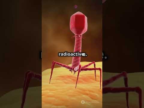 Hershey's and Martha chase experiment #ncert #biologyclass12 #molecularbasisofinheritance #important