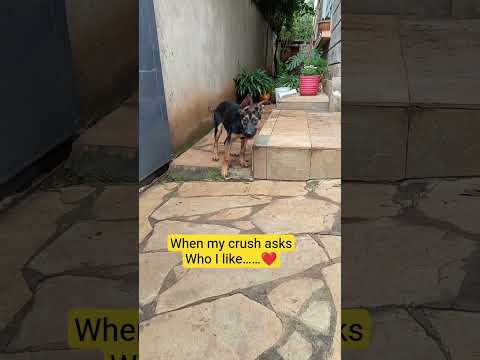 Would tell the truth#fypシ゚viral #fypyoutube #shortsforyou #trendingshorts #petsrule