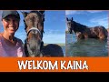 Nieuw paard op de opvang! | DierenpraatTV