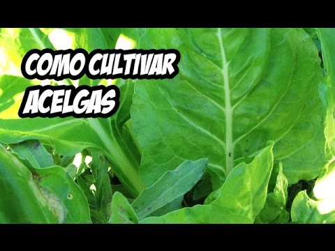 , title : 'Cómo cultivar Acelgas | Huerto Organico | La Huerta de Ivan'