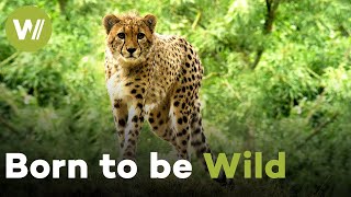How Zoos Raise Endangered Species to Protect Global Biodiversity | Zoo Life (1/2)
