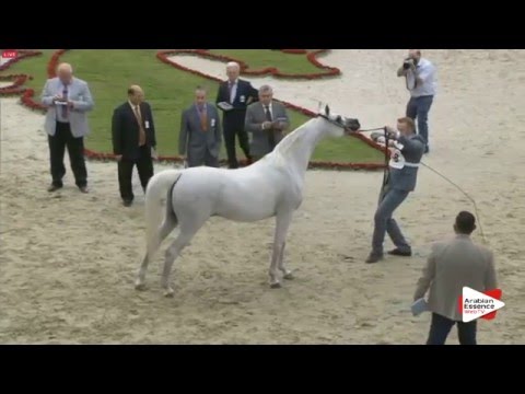 N.148 AL ARYAM HANNA - Sharjah 2016 - 7+ year old Mares (Class 8)