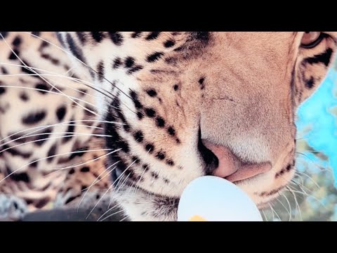 BIG CATS HUNT EASTER EGGS?