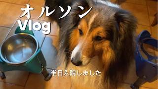 【シェルティ】半日入院しました【フランス田舎暮らし🇫🇷】#犬の散歩 #賢い犬 #犬のいる暮らし #マイペースな犬