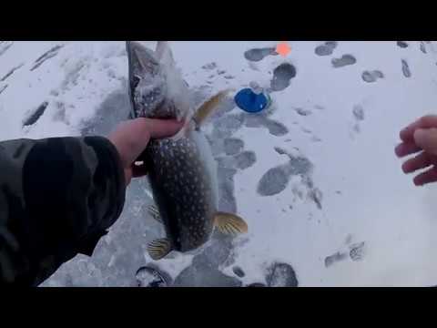 Щука на жерлицы. 2 кг на живца. Ловля на балансир.