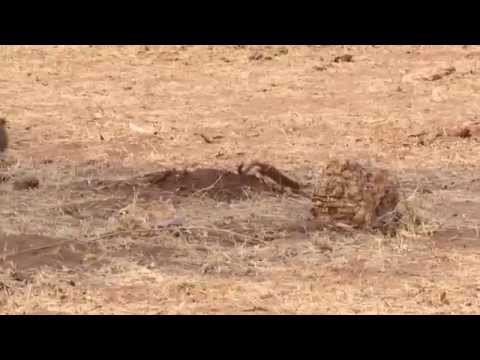 Francolin Vs Slender Mongoose