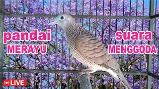 Download lagu suara burung Perkutut BeTINA memanggil Jantan - suara memancing bunyi mp3