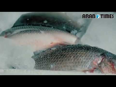 Kuwait Arrests 27, Seizes 894 Boxes of Potentially Rotten Fish