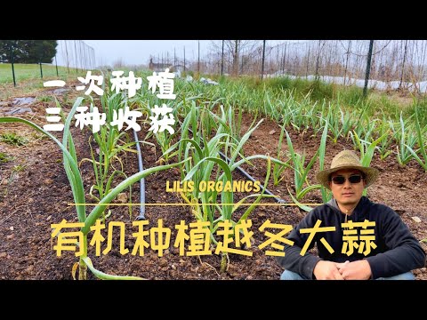 , title : '有机种植越冬大蒜，一次种植，三种收获，来年收青蒜苗、蒜苔和大蒜头 ｜ Grow over-wintering garlic organically'