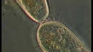 PARAMECIUM CILIATE DIVISION