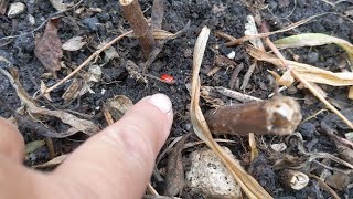 Control Lily Beetles After Frost
