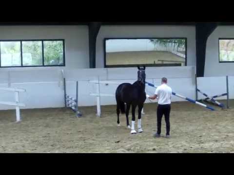 Estragon von Ivanhoe