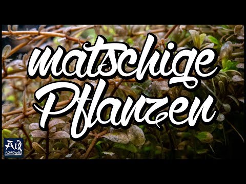 , title : 'Pflanzen lösen sich auf! | AquaOwner'