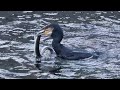 Thrilling Battle Cormorant Vs Eel