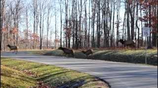 preview picture of video 'Elk Herd'