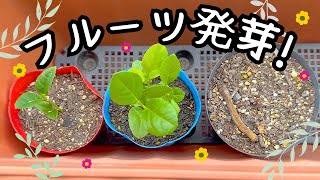 家庭菜園【食糧備蓄】じゃがいも収穫&レモン発芽!