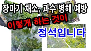 장마기 채소, 과수 병해 예방법.이렇게 하는 것이 정석.(채소 병예방, 과수 병예방, 살균제 사용법, 보호용…