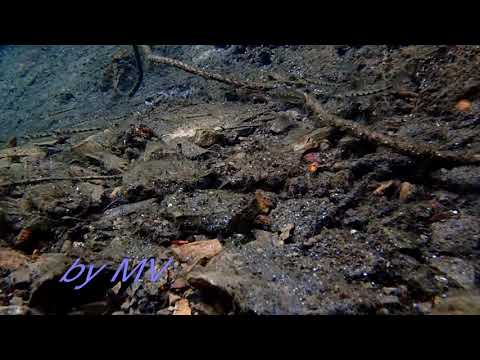 Gobio gobio (Gudgeon)