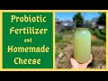 Supercharge Your Soil and Body With Lactic Acid Bacteria Serum- Homemade Probiotic Fertilizer - LABS