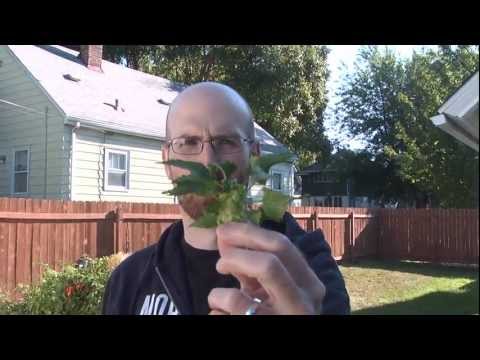 Brewing TV - Episode 45:  Hop Madness 2011