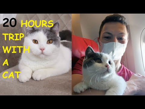 How to Fly With your Cat During Pandemic. Over 20 Hours Trip