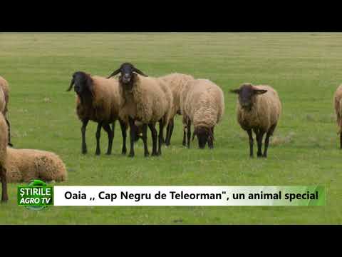 , title : 'Oaia cap Negru de Teleorman un animal special 27 04 2021'