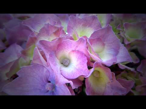 Zingt de Here een nieuw lied.   Opwekking 53