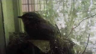 A Celebration of Life from the Wren Family