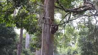 preview picture of video 'Peeing Orangutans - Sepilok Orangutan Rehabilitation Centre'