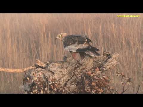 AGUILUCHO LAGUNERO | MARSH HARRIER | Circus aeruginosus