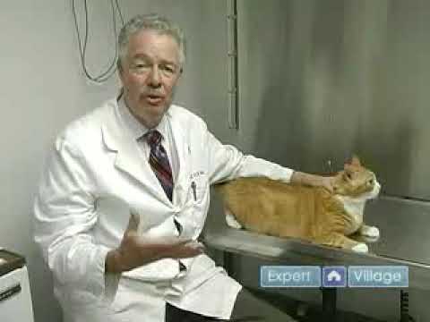 Preventing Dental Disease in Cats