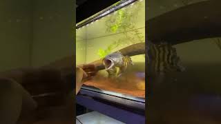 Download lagu You better don't mess with the Queen #channa #aurantimaculata #shorts mp3 Download lagu You better don't mess with the Queen #channa #aurantimaculata #shorts mp3