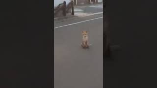 コンどは朝にキツネかよ