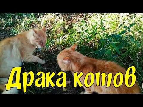 Драка котов