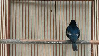 Download lagu Burung Masteran : Village Indigo Gacor mp3