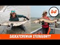 Video Thumbnail for Episode 100 // What Is Happening With Saskatchewan Sturgeon
