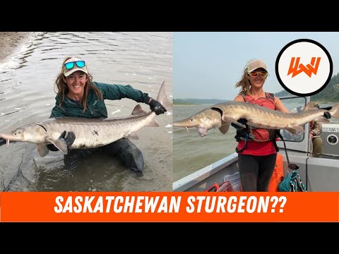 Episode 100 // What Is Happening With Saskatchewan Sturgeon